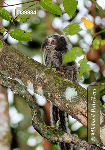 Black-tufted Marmoset (Callithrix penicillata)